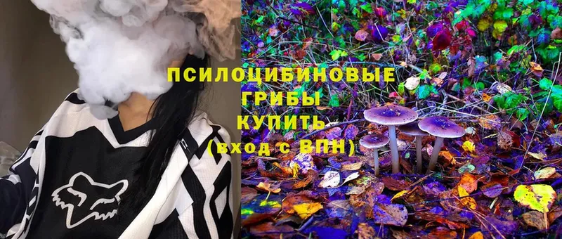 Псилоцибиновые грибы Psilocybe  купить наркотики цена  Порхов 